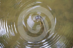 Red Bellied Water Snake, Sandy Creek Nature Center