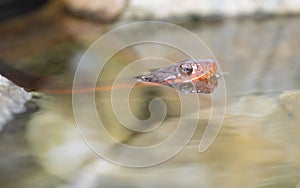 Red-bellied watersnake