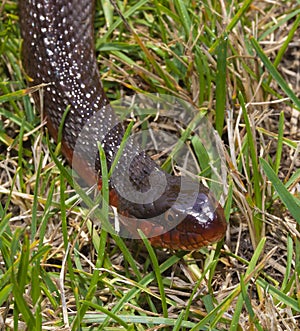 Red-bellied watersnake in North Carolina
