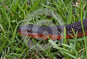 Red-bellied watersnake up close