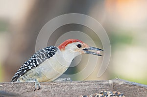 Red bellied wood pecker photo