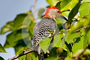 Red Bellied Woodpecker