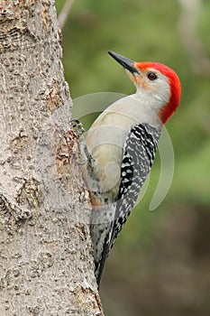 Red bellied Woodpecker