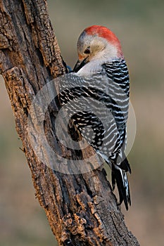 Red-bellied Woodpecker