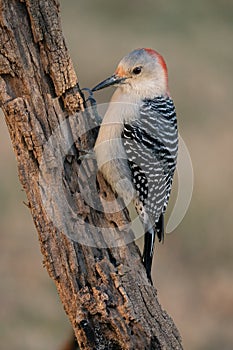 Red-bellied Woodpecker