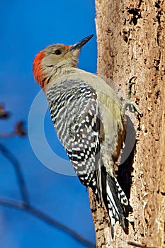 Red-bellied Woodpecker