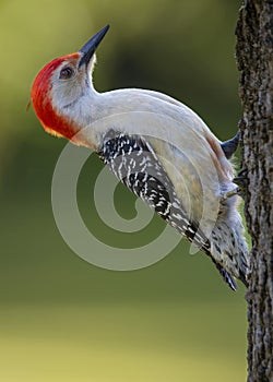 Red-Bellied Woodpecker