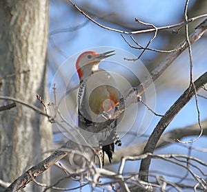 Red-bellied Woodpecker