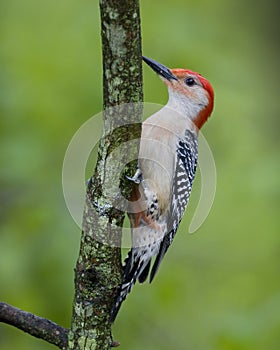 Red Bellied Woodpecker