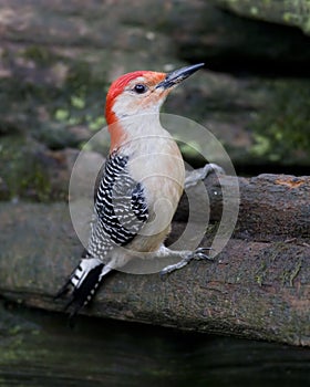 Red Bellied Woodpecker