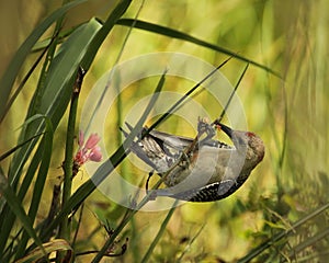 Red-bellied Woodpecker