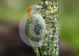 Red-bellied Woodpecker