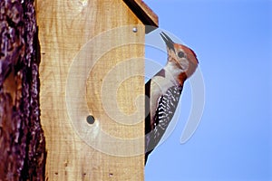 Red-bellied Woodpecker   9088