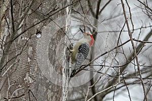 Red-bellied Woodpecker along the Hudson River