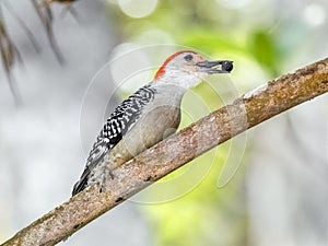 Red-Bellied Woodpecker with Berry on Branch