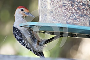 Red bellied woodpecker on Bird feeder