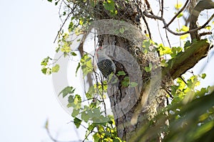 A red-bellied woodpecker bird perched on a tree branch in summer Florida woods