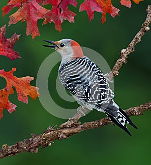 Red-bellied Woodpecker on branch in Autumn