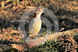 Red-bellied Woodpecker on Cedar Tree Branch and Pine Cone