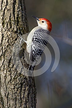 Red bellied woodpecker clinging to a tree