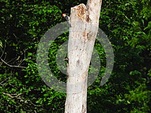 A Red-Bellied Woodpecker on a Dead Tree while Baby Northern Flicker Woodpecker Bird Pokes Its Head of the Nest in a Hole