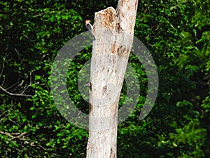 A Red-Bellied Woodpecker on a Dead Tree while Baby Northern Flicker Woodpecker Bird Pokes Its Head of the Nest in a Hole