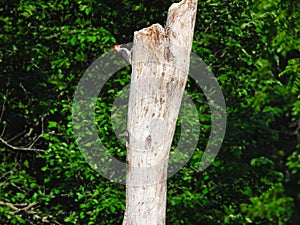 A Red-Bellied Woodpecker on a Dead Tree while Baby Northern Flicker Woodpecker Bird Pokes Its Head of the Nest in a Hole