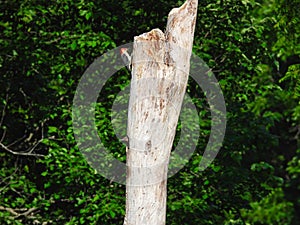 A Red-Bellied Woodpecker on a Dead Tree while Baby Northern Flicker Woodpecker Bird Pokes Its Head of the Nest in a Hole