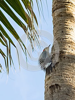 Red Bellied Woodpecker Displaying his Wing