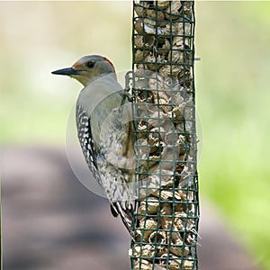 Red-bellied Woodpecker at Feeder