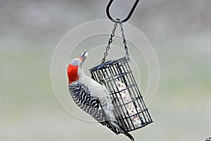 Red Bellied Woodpecker feeding on Michigan suet
