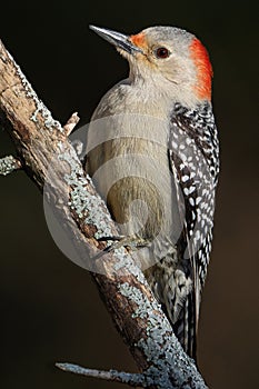 Red-bellied Woodpecker Female