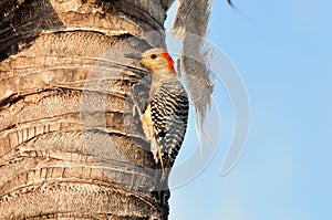 Red bellied Woodpecker Female