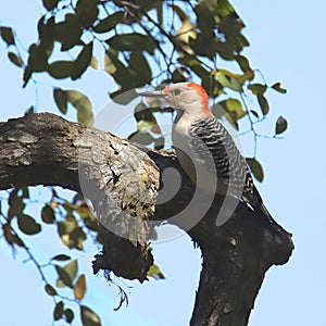 Red-bellied Woodpecker female melanerpes carolinus