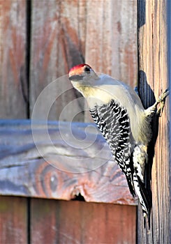 Red Bellied Woodpecker on fence post, Nashville Tennessee
