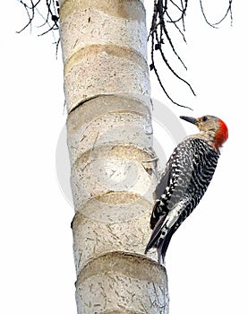 Red Bellied Woodpecker isolated on white