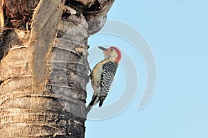 Red bellied Woodpecker Male