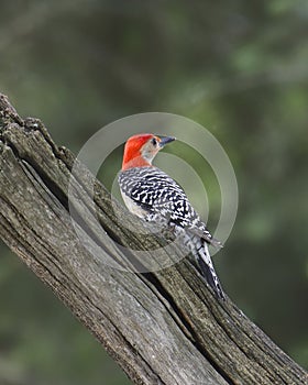Red-bellied Woodpecker male melanerpes carolinus
