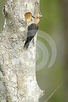 Red-bellied Woodpecker (Melanerpes carolinas)