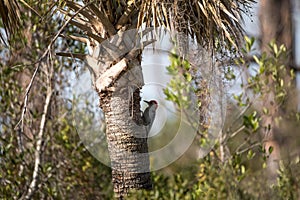 Red-bellied woodpecker Melanerpes carolinus