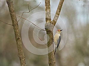 Red bellied woodpecker Melanerpes Carolinus