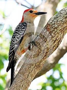 Red Bellied Woodpecker -Melanerpes carolinus photo