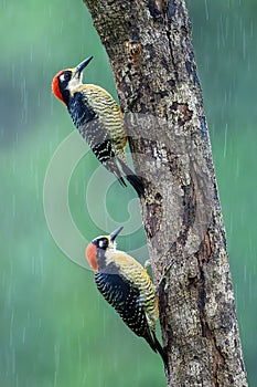 Red bellied woodpecker Melanerpes carolinus