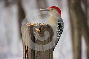 Red-bellied Woodpecker (Melanerpes carolinus) photo