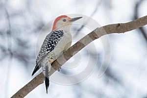 Red-bellied Woodpecker - Melanerpes carolinus