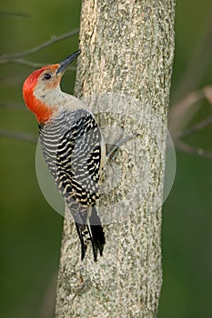 Red-bellied woodpecker Melanerpes carolinus