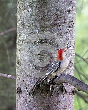 Red-Bellied Woodpecker - Melanerpes carolinus