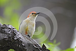 Red-bellied Woodpecker (Melanerpes carolinus) photo