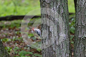 Red-bellied woodpecker Melanerpes carolinus in the park photo