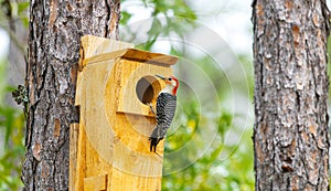 Red bellied woodpecker - Melanerpes carolinus - poking out of a man made nesting box high up in pine tree forest